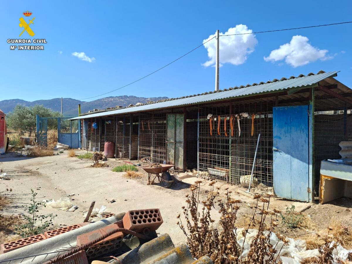 Detenido en la comarca de la Jara por abandonar a 29 perros, 14 de ellos hallados muertos