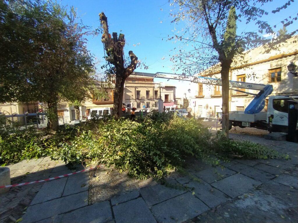 Talan tres árboles en la plaza de Barrio Nuevo, en el Casco de Toledo, pese a que el aviso previo era de poda