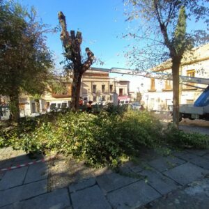 Talan tres árboles en la plaza de Barrio Nuevo, en el Casco de Toledo, pese a que el aviso previo era de poda