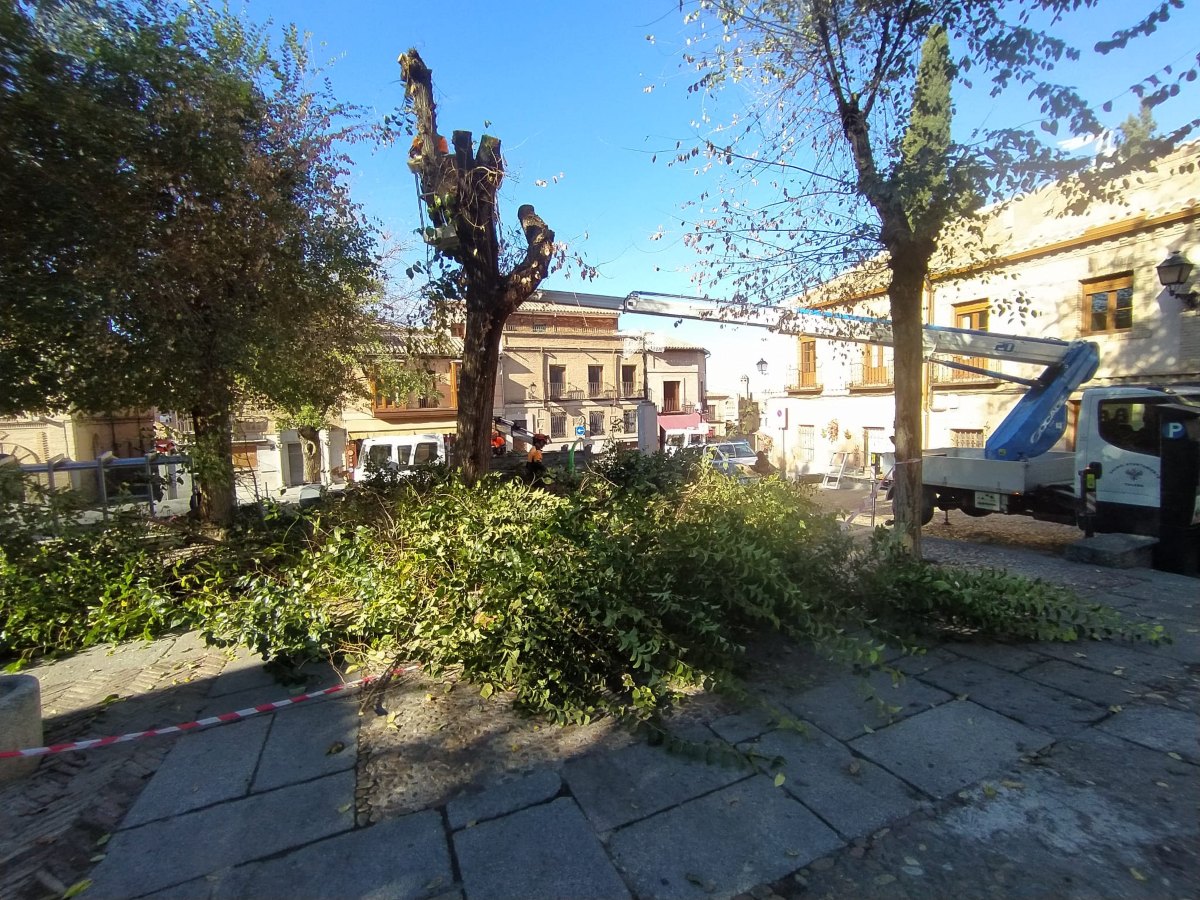 Talan tres árboles en la plaza de Barrio Nuevo, en el Casco de Toledo, pese a que el aviso previo era de poda