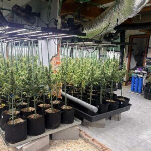La Guardia Civil detiene a 15 personas tras desmantelar dos plantaciones de marihuana en Toledo