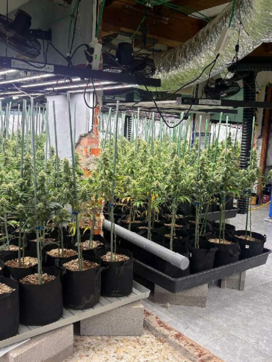 La Guardia Civil detiene a 15 personas tras desmantelar dos plantaciones de marihuana en Toledo