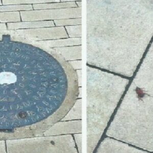 La Asociación Vecinal Alcántara exige medidas urgentes ante "la persistente plaga" de cucarachas en Santa Bárbara