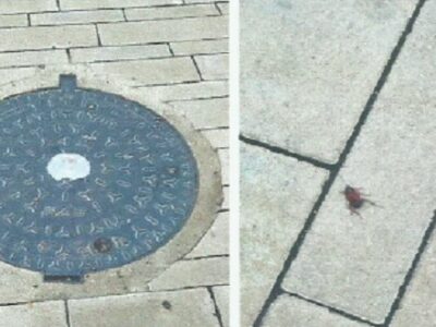 La Asociación Vecinal Alcántara exige medidas urgentes ante "la persistente plaga" de cucarachas en Santa Bárbara