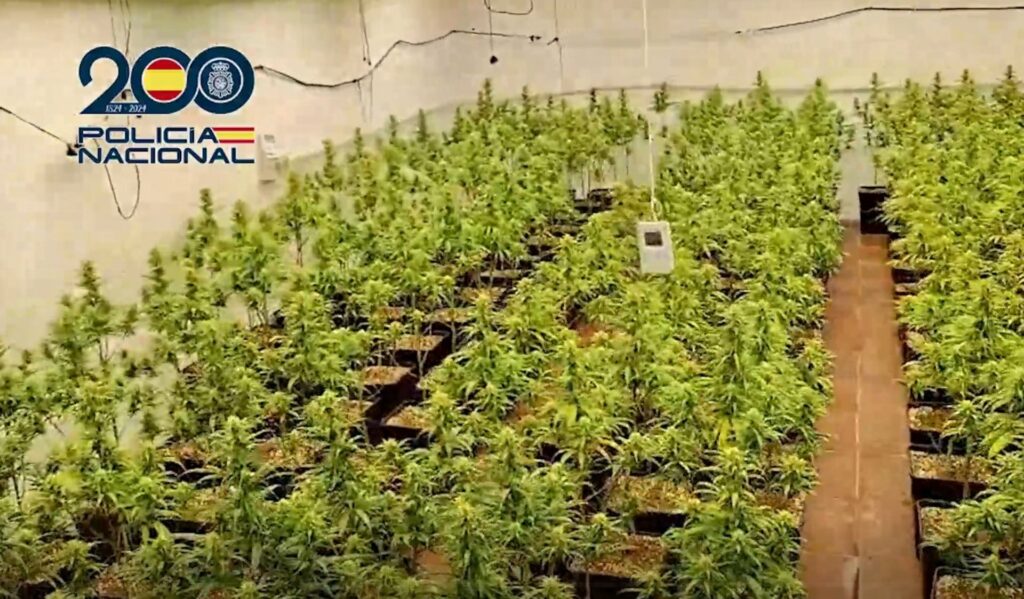 Desmantelado un cultivo de 246 plantas de marihuana en una nave industrial de Talavera con seis detenidos