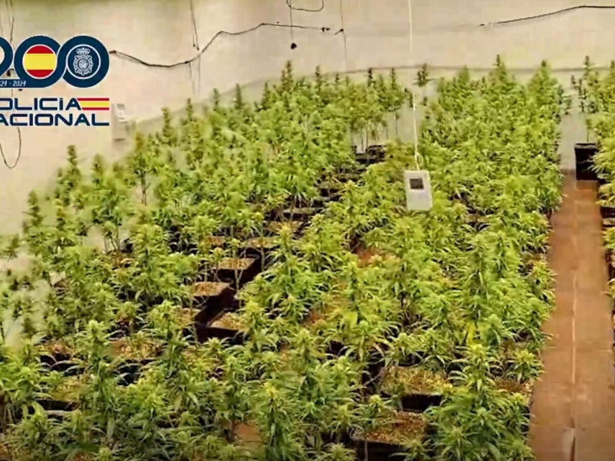 Desmantelado un cultivo de 246 plantas de marihuana en una nave industrial de Talavera con seis detenidos