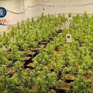 Desmantelado un cultivo de 246 plantas de marihuana en una nave industrial de Talavera con seis detenidos