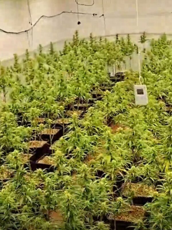 Desmantelado un cultivo de 246 plantas de marihuana en una nave industrial de Talavera con seis detenidos